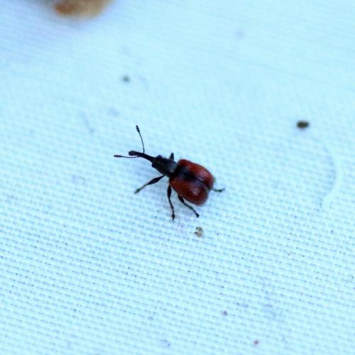 Tatianaerhynchites aequatus